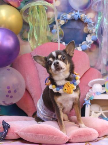 20240824メルくん